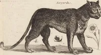 Picture 54 of 88 from (Zweyter Theil) (1714), leaf 226
