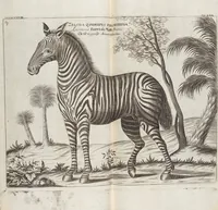 Picture 55 of 88 from (Zweyter Theil) (1714), leaf 229