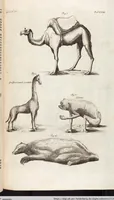 Picture 58 of 88 from (Zweyter Theil) (1714), leaf 233