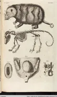 Picture 60 of 88 from (Zweyter Theil) (1714), leaf 237