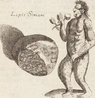 Picture 62 of 88 from (Zweyter Theil) (1714), leaf 244