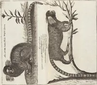 Picture 63 of 88 from (Zweyter Theil) (1714), leaf 247