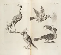 Picture 65 of 88 from (Zweyter Theil) (1714), leaf 258