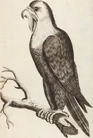 Picture 66 of 88 from (Zweyter Theil) (1714), leaf 262
