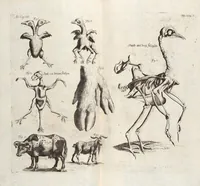 Picture 68 of 88 from (Zweyter Theil) (1714), leaf 267