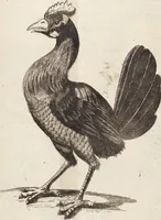 Picture 69 of 88 from (Zweyter Theil) (1714), leaf 272