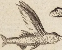 Picture 71 of 88 from (Zweyter Theil) (1714), leaf 275