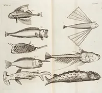 Picture 72 of 88 from (Zweyter Theil) (1714), leaf 279