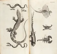 Picture 73 of 88 from (Zweyter Theil) (1714), leaf 284