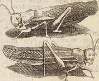 Picture 74 of 88 from (Zweyter Theil) (1714), leaf 287