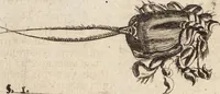 Picture 77 of 88 from (Zweyter Theil) (1714), leaf 294