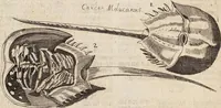 Picture 78 of 88 from (Zweyter Theil) (1714), leaf 296