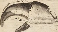 Picture 79 of 88 from (Zweyter Theil) (1714), leaf 299