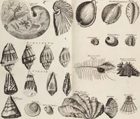 Picture 81 of 88 from (Zweyter Theil) (1714), leaf 308