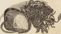 Picture 4 of 88 from (Zweyter Theil) (1714), leaf 44