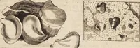 Picture 7 of 88 from (Zweyter Theil) (1714), leaf 63
