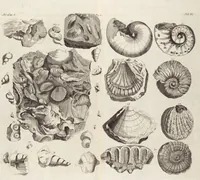 Picture 8 of 88 from (Zweyter Theil) (1714), leaf 65