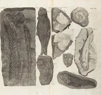 Picture 12 of 88 from (Zweyter Theil) (1714), leaf 87