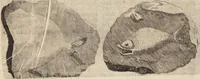 Picture 13 of 88 from (Zweyter Theil) (1714), leaf 89