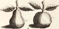 An illustration from (Dritter Theil): Neu-auffgerichtetes Rüst- und Zeughauß Der Natur: Worinnen Die so wundersame/ curiöse/ auch sehr nützliche Machinen und Instrumenten/ deren sich die heutige Naturkündiger in Erforschung der natürlichen Ursachen bedienen/ zu sehen und zu finden sind. Zum Vorschub aller derjenigen/ so der Lateinischen Sprach nicht mächtig sind/ und dennoch ihren Schöpffer in der Natur zu verehren suchen ... (1714)