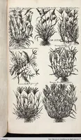 Picture 563 of 593 from Viridarium Reformatum, Seu Regnum Vegetabile, Das ist: Neu-eingerichtetes und Vollständiges Kräuter-Buch: Worinnen auff noch nicht geschehene Weise Derer Vegetabilien, als Kräutern, Sträuchen, Bäumen, Bluhmen und anderer Erd-Gewachsen Art, Krafft und Würckung dergestalt beschrieben werden, daß man dieses Werck statt einer Botanischen Bibliothec haben ... kan (1719), leaf 1000