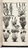 Picture 567 of 593 from Viridarium Reformatum, Seu Regnum Vegetabile, Das ist: Neu-eingerichtetes und Vollständiges Kräuter-Buch: Worinnen auff noch nicht geschehene Weise Derer Vegetabilien, als Kräutern, Sträuchen, Bäumen, Bluhmen und anderer Erd-Gewachsen Art, Krafft und Würckung dergestalt beschrieben werden, daß man dieses Werck statt einer Botanischen Bibliothec haben ... kan (1719), leaf 1004