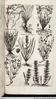 Picture 568 of 593 from Viridarium Reformatum, Seu Regnum Vegetabile, Das ist: Neu-eingerichtetes und Vollständiges Kräuter-Buch: Worinnen auff noch nicht geschehene Weise Derer Vegetabilien, als Kräutern, Sträuchen, Bäumen, Bluhmen und anderer Erd-Gewachsen Art, Krafft und Würckung dergestalt beschrieben werden, daß man dieses Werck statt einer Botanischen Bibliothec haben ... kan (1719), leaf 1005