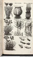 Picture 569 of 593 from Viridarium Reformatum, Seu Regnum Vegetabile, Das ist: Neu-eingerichtetes und Vollständiges Kräuter-Buch: Worinnen auff noch nicht geschehene Weise Derer Vegetabilien, als Kräutern, Sträuchen, Bäumen, Bluhmen und anderer Erd-Gewachsen Art, Krafft und Würckung dergestalt beschrieben werden, daß man dieses Werck statt einer Botanischen Bibliothec haben ... kan (1719), leaf 1006