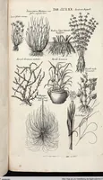 Picture 571 of 593 from Viridarium Reformatum, Seu Regnum Vegetabile, Das ist: Neu-eingerichtetes und Vollständiges Kräuter-Buch: Worinnen auff noch nicht geschehene Weise Derer Vegetabilien, als Kräutern, Sträuchen, Bäumen, Bluhmen und anderer Erd-Gewachsen Art, Krafft und Würckung dergestalt beschrieben werden, daß man dieses Werck statt einer Botanischen Bibliothec haben ... kan (1719), leaf 1008