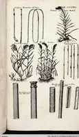 Picture 572 of 593 from Viridarium Reformatum, Seu Regnum Vegetabile, Das ist: Neu-eingerichtetes und Vollständiges Kräuter-Buch: Worinnen auff noch nicht geschehene Weise Derer Vegetabilien, als Kräutern, Sträuchen, Bäumen, Bluhmen und anderer Erd-Gewachsen Art, Krafft und Würckung dergestalt beschrieben werden, daß man dieses Werck statt einer Botanischen Bibliothec haben ... kan (1719), leaf 1009