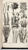 An illustration from Viridarium Reformatum, Seu Regnum Vegetabile, Das ist: Neu-eingerichtetes und Vollständiges Kräuter-Buch: Worinnen auff noch nicht geschehene Weise Derer Vegetabilien, als Kräutern, Sträuchen, Bäumen, Bluhmen und anderer Erd-Gewachsen Art, Krafft und Würckung dergestalt beschrieben werden, daß man dieses Werck statt einer Botanischen Bibliothec haben ... kan (1719)