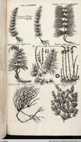 An illustration from Viridarium Reformatum, Seu Regnum Vegetabile, Das ist: Neu-eingerichtetes und Vollständiges Kräuter-Buch: Worinnen auff noch nicht geschehene Weise Derer Vegetabilien, als Kräutern, Sträuchen, Bäumen, Bluhmen und anderer Erd-Gewachsen Art, Krafft und Würckung dergestalt beschrieben werden, daß man dieses Werck statt einer Botanischen Bibliothec haben ... kan (1719)