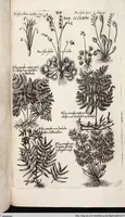 An illustration from Viridarium Reformatum, Seu Regnum Vegetabile, Das ist: Neu-eingerichtetes und Vollständiges Kräuter-Buch: Worinnen auff noch nicht geschehene Weise Derer Vegetabilien, als Kräutern, Sträuchen, Bäumen, Bluhmen und anderer Erd-Gewachsen Art, Krafft und Würckung dergestalt beschrieben werden, daß man dieses Werck statt einer Botanischen Bibliothec haben ... kan (1719)