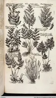 Picture 577 of 593 from Viridarium Reformatum, Seu Regnum Vegetabile, Das ist: Neu-eingerichtetes und Vollständiges Kräuter-Buch: Worinnen auff noch nicht geschehene Weise Derer Vegetabilien, als Kräutern, Sträuchen, Bäumen, Bluhmen und anderer Erd-Gewachsen Art, Krafft und Würckung dergestalt beschrieben werden, daß man dieses Werck statt einer Botanischen Bibliothec haben ... kan (1719), leaf 1014
