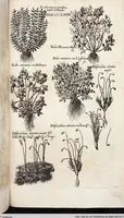 An illustration from Viridarium Reformatum, Seu Regnum Vegetabile, Das ist: Neu-eingerichtetes und Vollständiges Kräuter-Buch: Worinnen auff noch nicht geschehene Weise Derer Vegetabilien, als Kräutern, Sträuchen, Bäumen, Bluhmen und anderer Erd-Gewachsen Art, Krafft und Würckung dergestalt beschrieben werden, daß man dieses Werck statt einer Botanischen Bibliothec haben ... kan (1719)