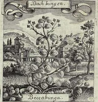 Picture 30 of 593 from Viridarium Reformatum, Seu Regnum Vegetabile, Das ist: Neu-eingerichtetes und Vollständiges Kräuter-Buch: Worinnen auff noch nicht geschehene Weise Derer Vegetabilien, als Kräutern, Sträuchen, Bäumen, Bluhmen und anderer Erd-Gewachsen Art, Krafft und Würckung dergestalt beschrieben werden, daß man dieses Werck statt einer Botanischen Bibliothec haben ... kan (1719), leaf 102