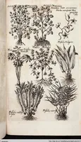 Picture 583 of 593 from Viridarium Reformatum, Seu Regnum Vegetabile, Das ist: Neu-eingerichtetes und Vollständiges Kräuter-Buch: Worinnen auff noch nicht geschehene Weise Derer Vegetabilien, als Kräutern, Sträuchen, Bäumen, Bluhmen und anderer Erd-Gewachsen Art, Krafft und Würckung dergestalt beschrieben werden, daß man dieses Werck statt einer Botanischen Bibliothec haben ... kan (1719), leaf 1020