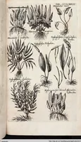 An illustration from Viridarium Reformatum, Seu Regnum Vegetabile, Das ist: Neu-eingerichtetes und Vollständiges Kräuter-Buch: Worinnen auff noch nicht geschehene Weise Derer Vegetabilien, als Kräutern, Sträuchen, Bäumen, Bluhmen und anderer Erd-Gewachsen Art, Krafft und Würckung dergestalt beschrieben werden, daß man dieses Werck statt einer Botanischen Bibliothec haben ... kan (1719)