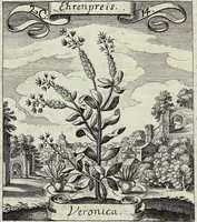 Picture 31 of 593 from Viridarium Reformatum, Seu Regnum Vegetabile, Das ist: Neu-eingerichtetes und Vollständiges Kräuter-Buch: Worinnen auff noch nicht geschehene Weise Derer Vegetabilien, als Kräutern, Sträuchen, Bäumen, Bluhmen und anderer Erd-Gewachsen Art, Krafft und Würckung dergestalt beschrieben werden, daß man dieses Werck statt einer Botanischen Bibliothec haben ... kan (1719), leaf 104