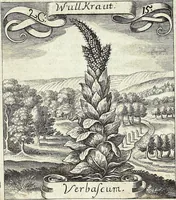 Picture 32 of 593 from Viridarium Reformatum, Seu Regnum Vegetabile, Das ist: Neu-eingerichtetes und Vollständiges Kräuter-Buch: Worinnen auff noch nicht geschehene Weise Derer Vegetabilien, als Kräutern, Sträuchen, Bäumen, Bluhmen und anderer Erd-Gewachsen Art, Krafft und Würckung dergestalt beschrieben werden, daß man dieses Werck statt einer Botanischen Bibliothec haben ... kan (1719), leaf 105