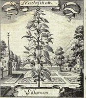 Picture 33 of 593 from Viridarium Reformatum, Seu Regnum Vegetabile, Das ist: Neu-eingerichtetes und Vollständiges Kräuter-Buch: Worinnen auff noch nicht geschehene Weise Derer Vegetabilien, als Kräutern, Sträuchen, Bäumen, Bluhmen und anderer Erd-Gewachsen Art, Krafft und Würckung dergestalt beschrieben werden, daß man dieses Werck statt einer Botanischen Bibliothec haben ... kan (1719), leaf 107