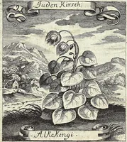 Picture 34 of 593 from Viridarium Reformatum, Seu Regnum Vegetabile, Das ist: Neu-eingerichtetes und Vollständiges Kräuter-Buch: Worinnen auff noch nicht geschehene Weise Derer Vegetabilien, als Kräutern, Sträuchen, Bäumen, Bluhmen und anderer Erd-Gewachsen Art, Krafft und Würckung dergestalt beschrieben werden, daß man dieses Werck statt einer Botanischen Bibliothec haben ... kan (1719), leaf 109