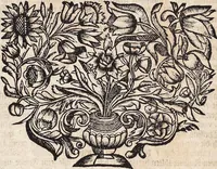 An illustration from Viridarium Reformatum, Seu Regnum Vegetabile, Das ist: Neu-eingerichtetes und Vollständiges Kräuter-Buch: Worinnen auff noch nicht geschehene Weise Derer Vegetabilien, als Kräutern, Sträuchen, Bäumen, Bluhmen und anderer Erd-Gewachsen Art, Krafft und Würckung dergestalt beschrieben werden, daß man dieses Werck statt einer Botanischen Bibliothec haben ... kan (1719)