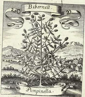 Picture 36 of 593 from Viridarium Reformatum, Seu Regnum Vegetabile, Das ist: Neu-eingerichtetes und Vollständiges Kräuter-Buch: Worinnen auff noch nicht geschehene Weise Derer Vegetabilien, als Kräutern, Sträuchen, Bäumen, Bluhmen und anderer Erd-Gewachsen Art, Krafft und Würckung dergestalt beschrieben werden, daß man dieses Werck statt einer Botanischen Bibliothec haben ... kan (1719), leaf 115
