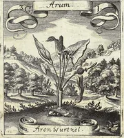 Picture 38 of 593 from Viridarium Reformatum, Seu Regnum Vegetabile, Das ist: Neu-eingerichtetes und Vollständiges Kräuter-Buch: Worinnen auff noch nicht geschehene Weise Derer Vegetabilien, als Kräutern, Sträuchen, Bäumen, Bluhmen und anderer Erd-Gewachsen Art, Krafft und Würckung dergestalt beschrieben werden, daß man dieses Werck statt einer Botanischen Bibliothec haben ... kan (1719), leaf 119
