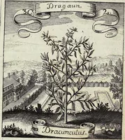 Picture 39 of 593 from Viridarium Reformatum, Seu Regnum Vegetabile, Das ist: Neu-eingerichtetes und Vollständiges Kräuter-Buch: Worinnen auff noch nicht geschehene Weise Derer Vegetabilien, als Kräutern, Sträuchen, Bäumen, Bluhmen und anderer Erd-Gewachsen Art, Krafft und Würckung dergestalt beschrieben werden, daß man dieses Werck statt einer Botanischen Bibliothec haben ... kan (1719), leaf 122