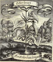 Picture 40 of 593 from Viridarium Reformatum, Seu Regnum Vegetabile, Das ist: Neu-eingerichtetes und Vollständiges Kräuter-Buch: Worinnen auff noch nicht geschehene Weise Derer Vegetabilien, als Kräutern, Sträuchen, Bäumen, Bluhmen und anderer Erd-Gewachsen Art, Krafft und Würckung dergestalt beschrieben werden, daß man dieses Werck statt einer Botanischen Bibliothec haben ... kan (1719), leaf 123