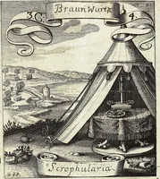 Picture 41 of 593 from Viridarium Reformatum, Seu Regnum Vegetabile, Das ist: Neu-eingerichtetes und Vollständiges Kräuter-Buch: Worinnen auff noch nicht geschehene Weise Derer Vegetabilien, als Kräutern, Sträuchen, Bäumen, Bluhmen und anderer Erd-Gewachsen Art, Krafft und Würckung dergestalt beschrieben werden, daß man dieses Werck statt einer Botanischen Bibliothec haben ... kan (1719), leaf 127