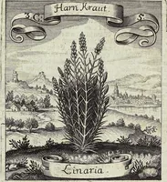 Picture 42 of 593 from Viridarium Reformatum, Seu Regnum Vegetabile, Das ist: Neu-eingerichtetes und Vollständiges Kräuter-Buch: Worinnen auff noch nicht geschehene Weise Derer Vegetabilien, als Kräutern, Sträuchen, Bäumen, Bluhmen und anderer Erd-Gewachsen Art, Krafft und Würckung dergestalt beschrieben werden, daß man dieses Werck statt einer Botanischen Bibliothec haben ... kan (1719), leaf 130
