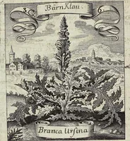 Picture 43 of 593 from Viridarium Reformatum, Seu Regnum Vegetabile, Das ist: Neu-eingerichtetes und Vollständiges Kräuter-Buch: Worinnen auff noch nicht geschehene Weise Derer Vegetabilien, als Kräutern, Sträuchen, Bäumen, Bluhmen und anderer Erd-Gewachsen Art, Krafft und Würckung dergestalt beschrieben werden, daß man dieses Werck statt einer Botanischen Bibliothec haben ... kan (1719), leaf 134